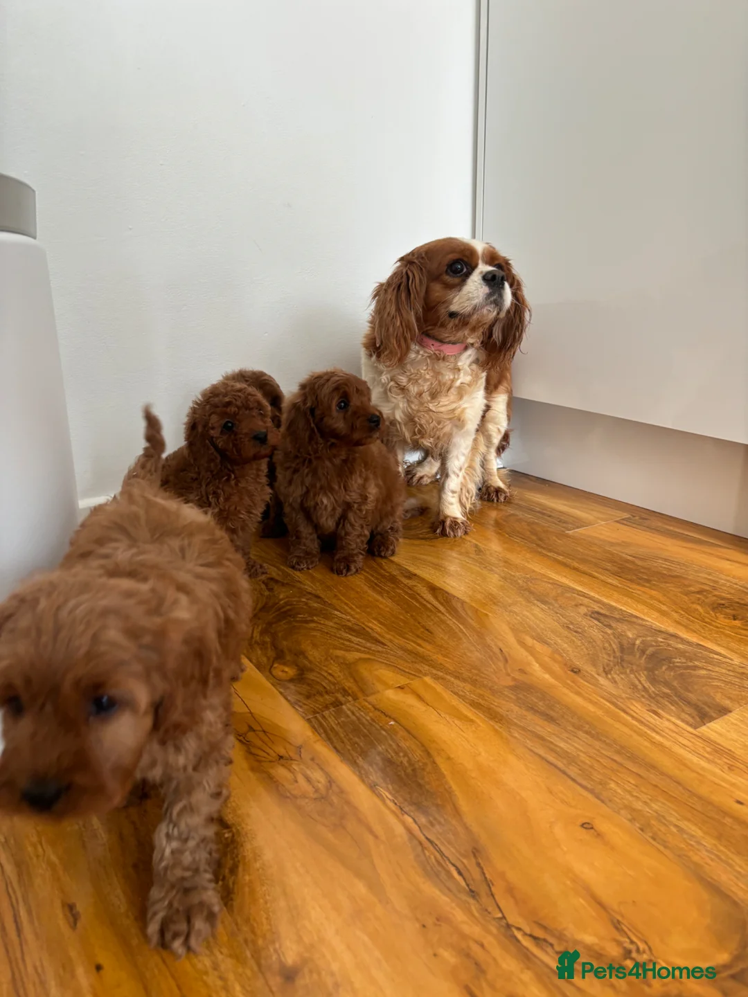 Cavapoo dogs for sale: F1 fox red CAVAPOO puppies  - Advert 12