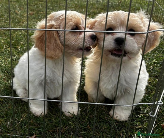 Cavachon dogs - Advert 11