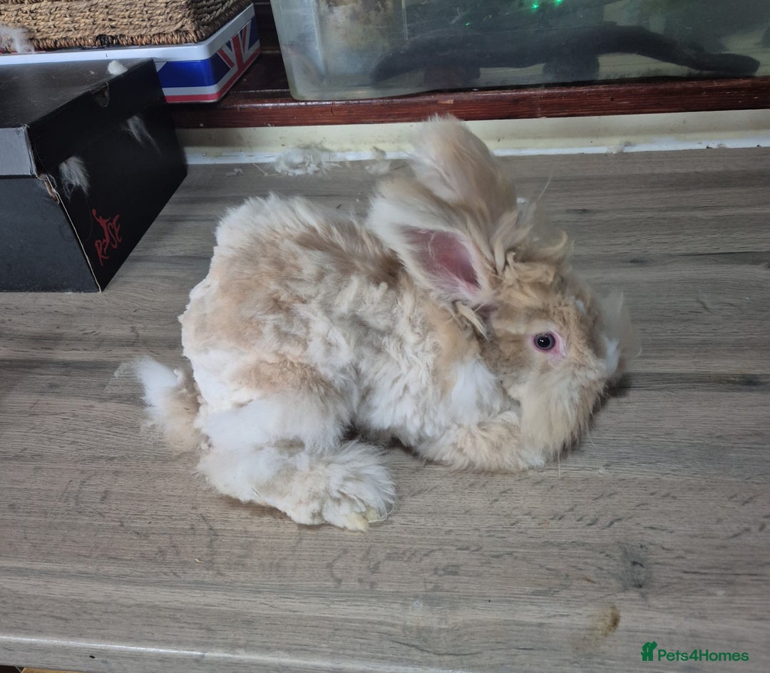 Angora rabbits for sale: Gorgeous Angora Rabbits, Pure Bred Full Faced. - Advert 3