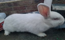 New Zealand rabbits for sale: Adult Female & 2 young females 1 young male  - Image 2