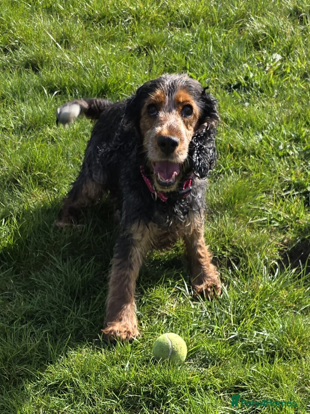 Cocker Spaniel dogs for sale: KC REGISTERED ENGLISH SHOW TYPE COCKER SPANIELS in Waterlooville - Advert 37
