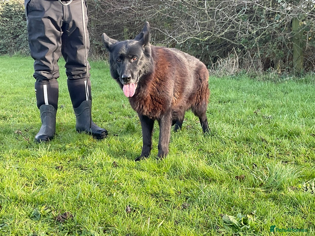 German Shepherd dogs for sale: 2 retired bitches looking for a loving home  - Advert 5