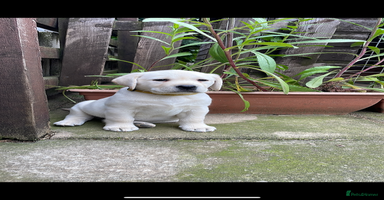 Labrador Retriever dogs - Advert 11