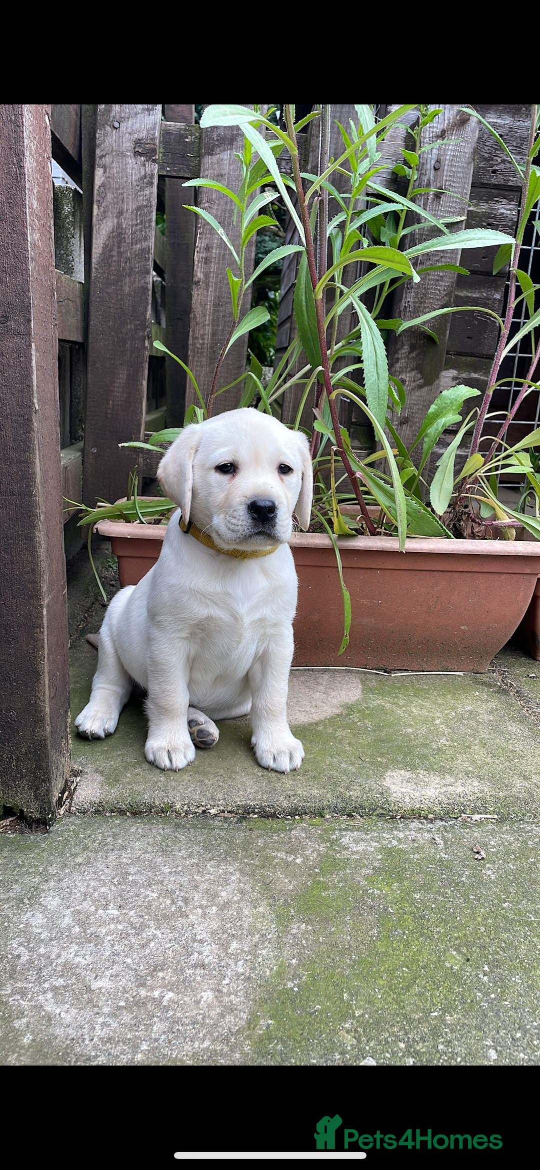 Labrador Retriever dogs for sale: Labrador puppies  🐶  - Image 2