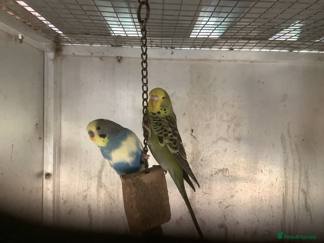 Cockatiels birds for sale: 2025  Cockatiels and Budgies - Image 20