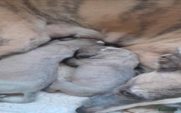 Whippet dogs for sale: Two beautiful whippet pups  - Advert 1