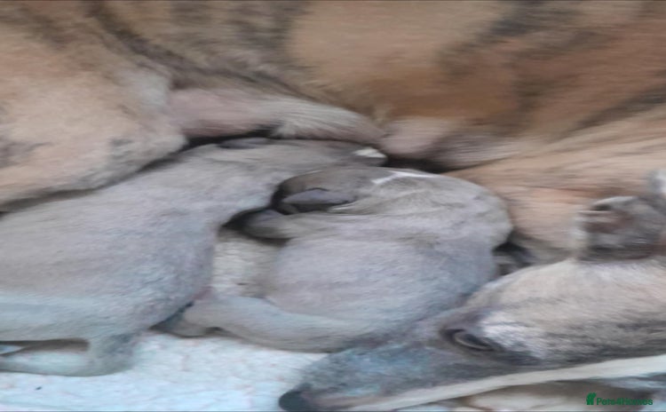 Whippet dogs Two beautiful whippet pups  - Advert 2