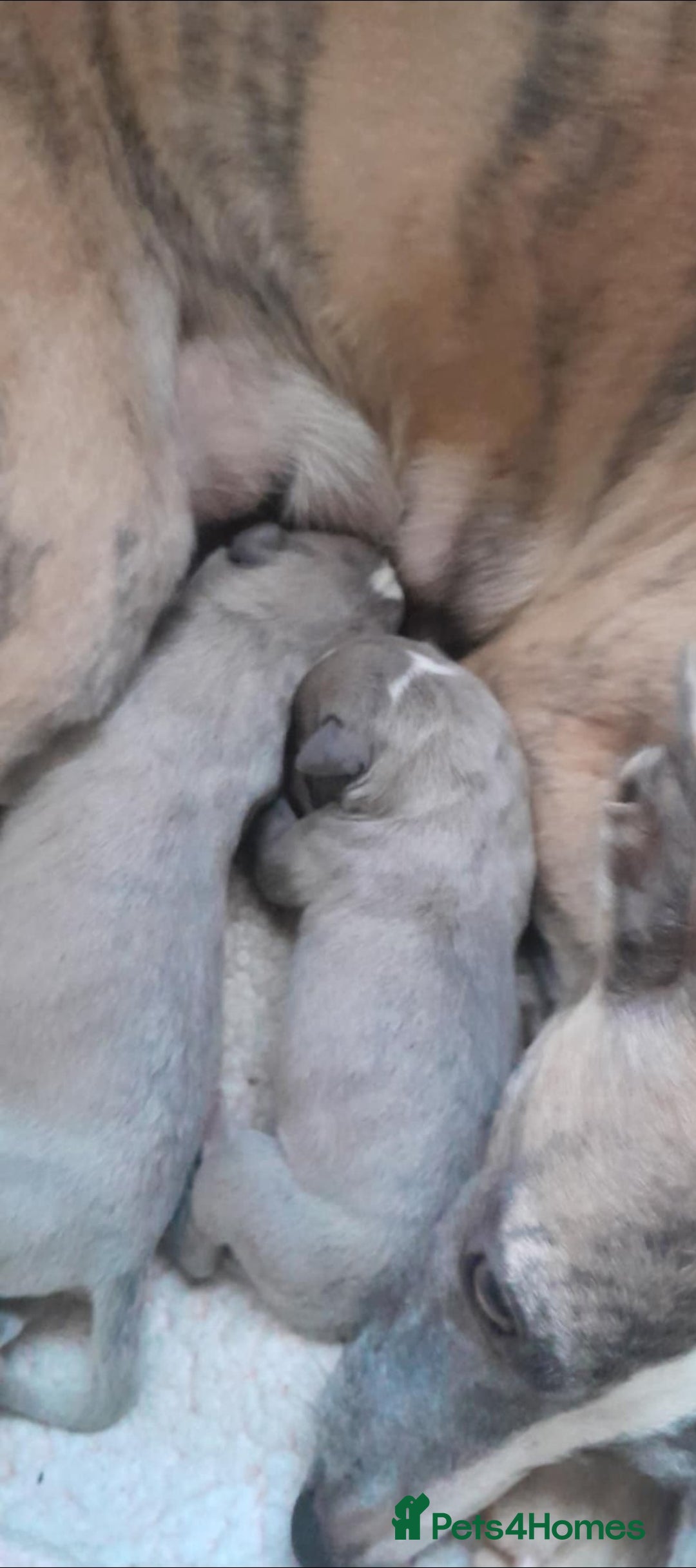 Whippet dogs for sale: Two beautiful whippet pups  - Advert 1