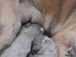 Whippet dogs Two beautiful whippet pups - Advert 9