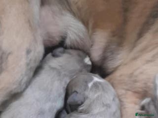 Whippet dogs Two beautiful whippet pups - Advert 10