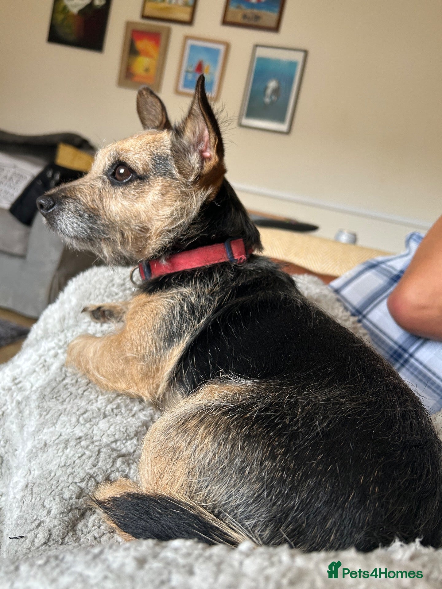 Mixed Breed dogs Jack Russell terrier age 5 - Advert 1