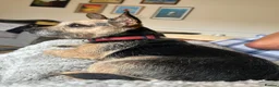 Mixed Breed dogs for sale: Jack Russell terrier age 5 - Advert 1