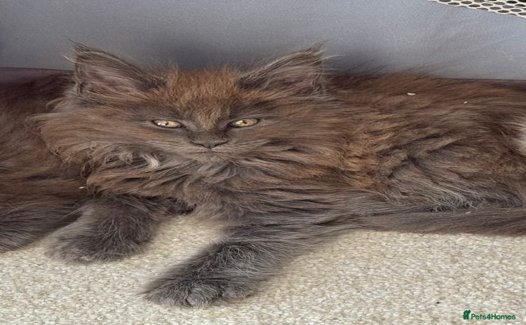 Maine Coon cats for sale - Advert 1