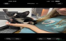 Ragdoll cats for sale: Kittens  - Advert 4