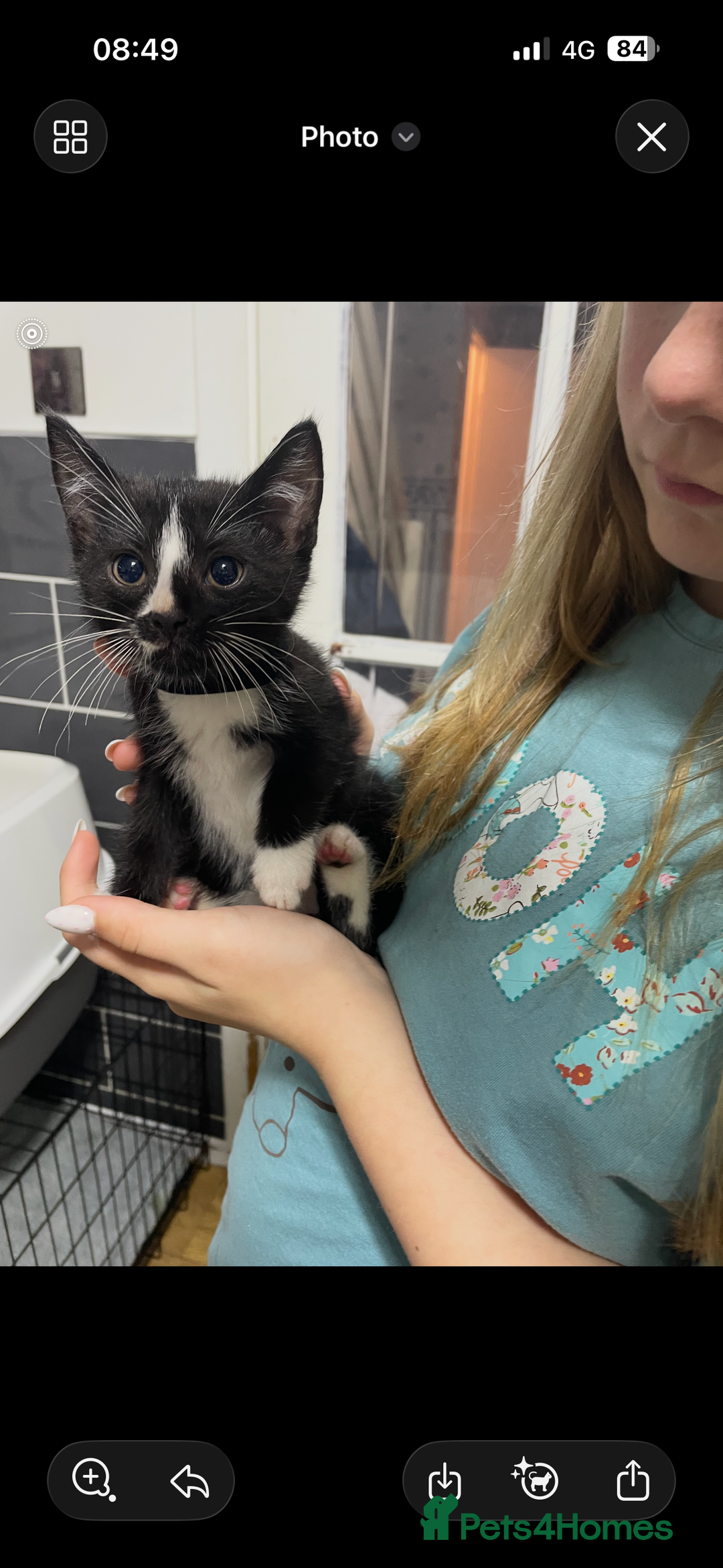 Ragdoll cats for sale: Kittens  - Advert 4