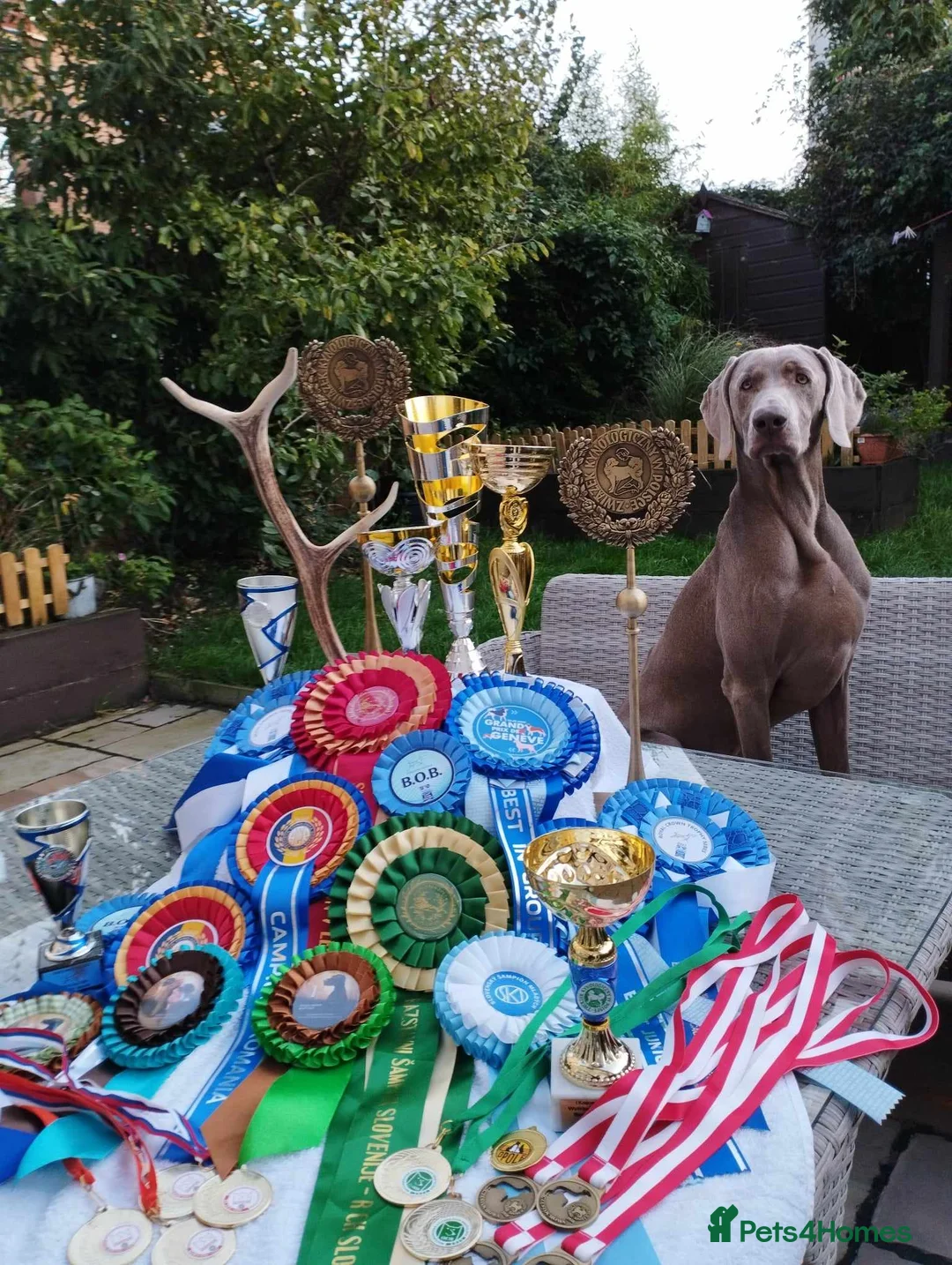 Weimaraner dogs for stud: Braveheart Duma Kazana PROVEN STUD DOG   in Edinburgh - Advert 8