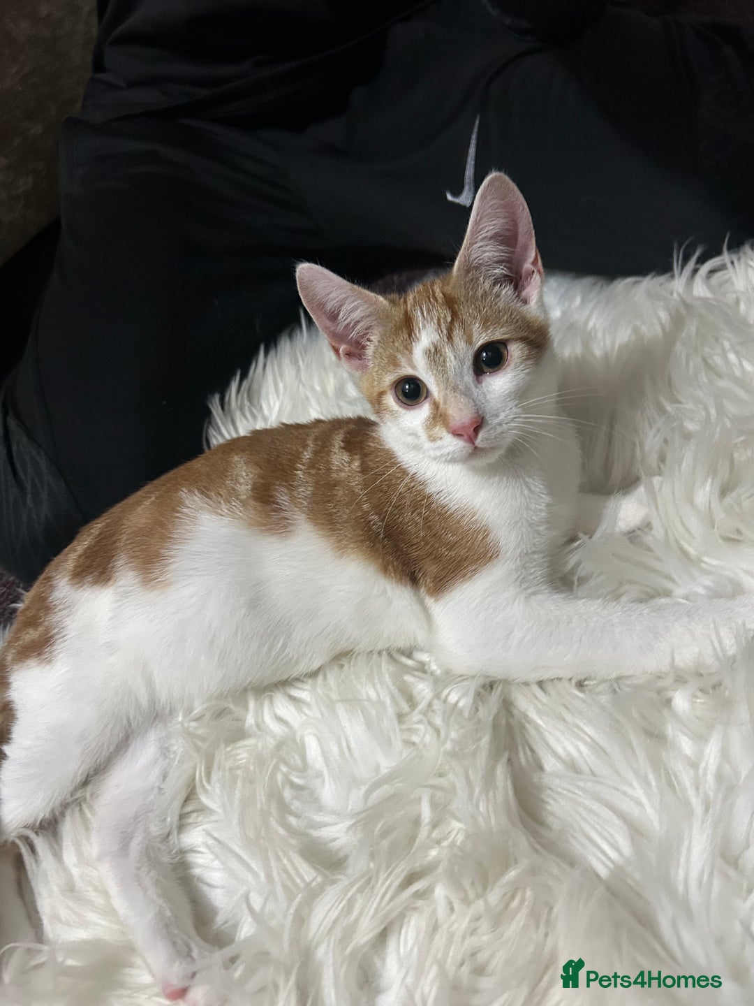 Toyger cats for sale: 3 beautiful toyger kittens ready to go!  - Advert 8