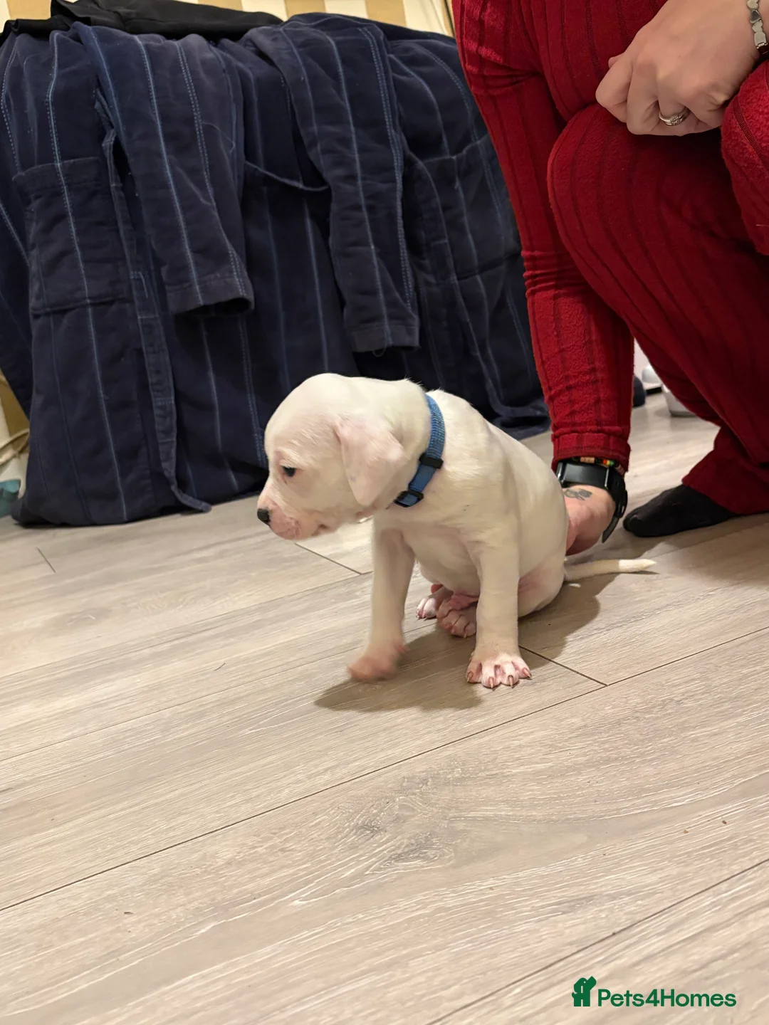 American Bulldog dogs for sale: American bulldog puppies  - Advert 22