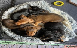 Miniature Dachshund dogs for stud: Miniature long hair(crufts qualified for life) in Bridge of Weir - Image 19