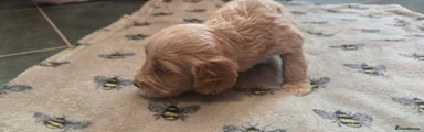 Cockapoo 6