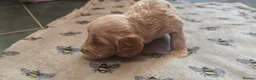Cockapoo dogs for sale: Available 15/09 cockapoo Puppies  - Advert 7
