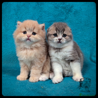 Scottish Fold cats TICA Registered Scottish kittens - Advert 1