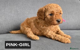 Toy Poodle dogs for sale: STUNNING RED TOY POODLE 🤩🐶 - Image 6