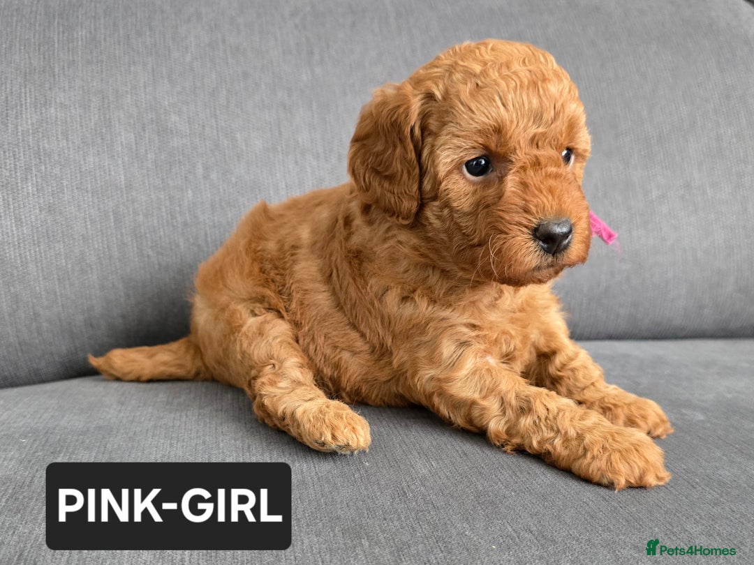 Toy Poodle dogs for sale: STUNNING RED TOY POODLE 🤩🐶 - Image 6