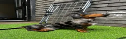 Dachshund dogs for stud: Black & Grey Standard Dachshund Stud Blue&GreenEye in London - Advert 3
