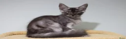 Maine Coon cats for sale: Maine Coons ready now - Advert 13