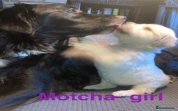 Mixed Breed dogs for sale: Golden retriever cross welsh collie  - Image 5
