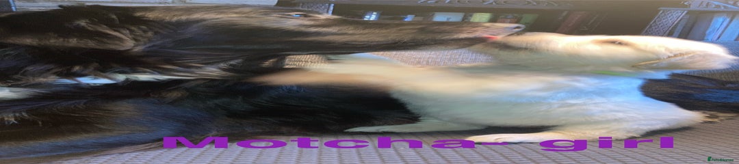  Puppy 8