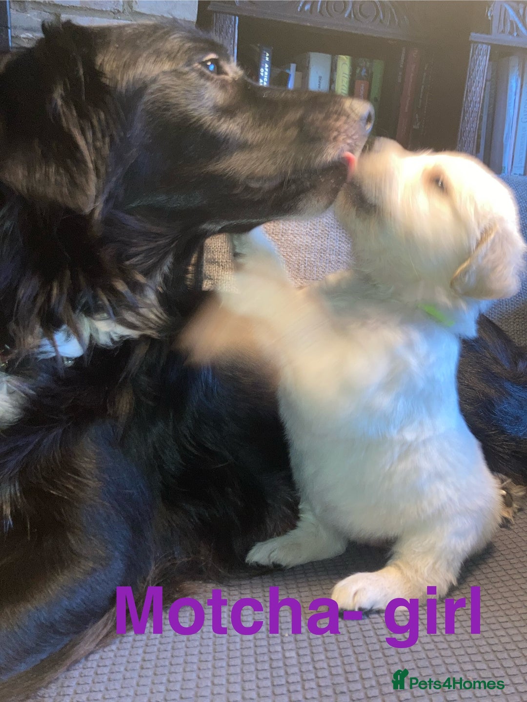 Mixed Breed dogs for sale: Golden retriever cross welsh collie  - Image 5