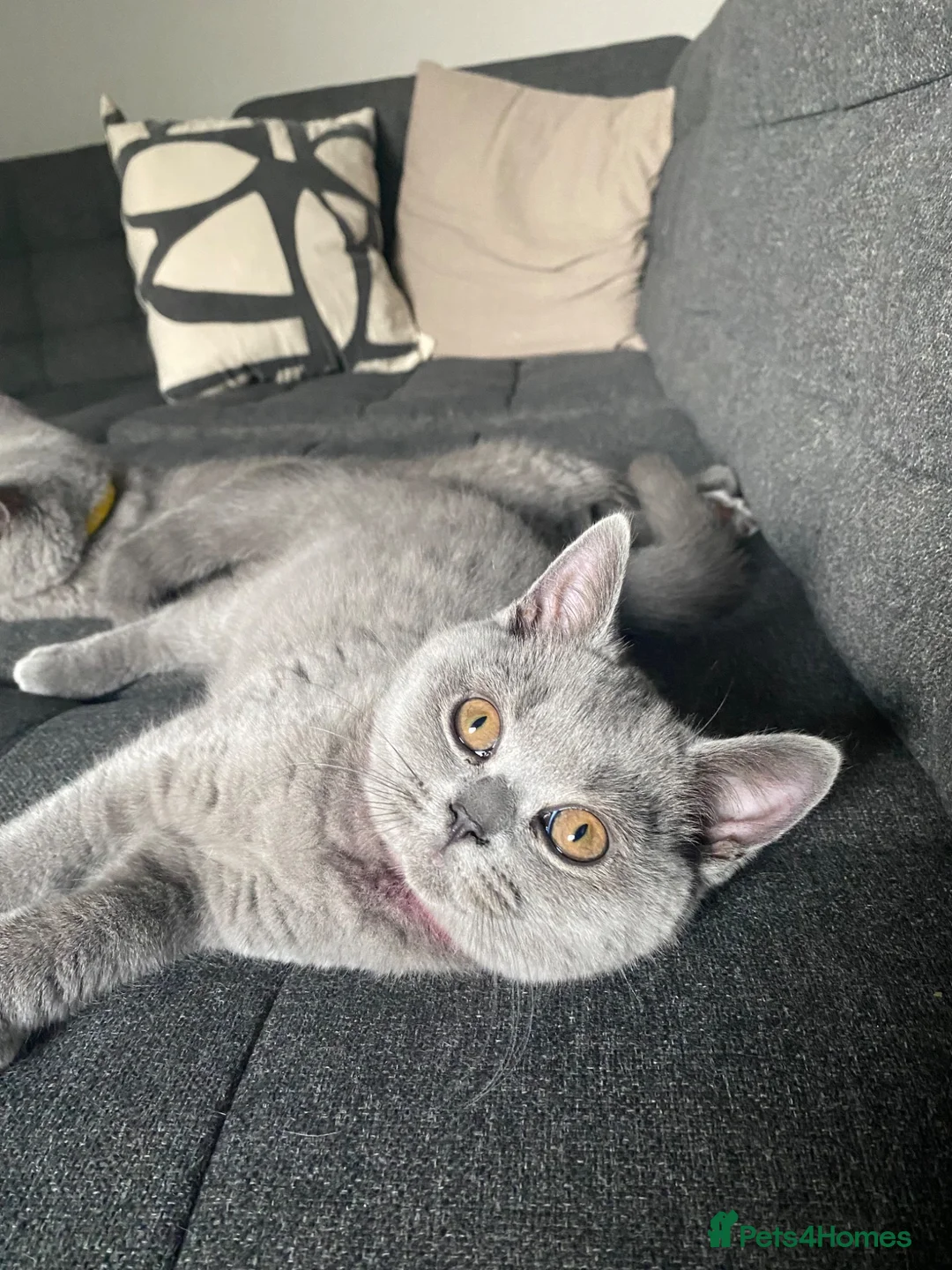British Shorthair cats for sale: Active registered GCCF/TICA Female Kitten  - Advert 5