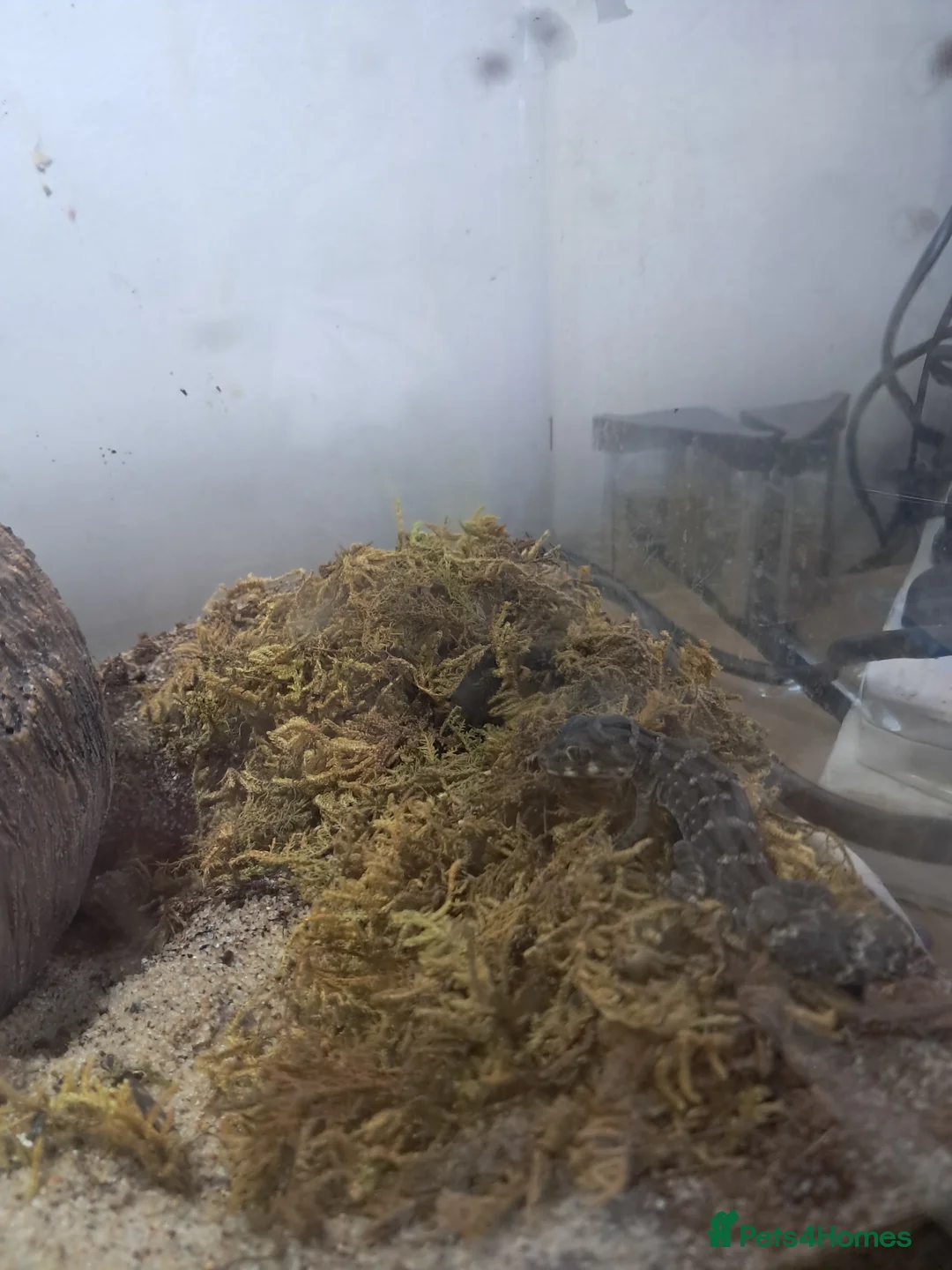 Gecko reptiles for sale: Two viper geckos and tank and uvb bulb and holder - Advert 9