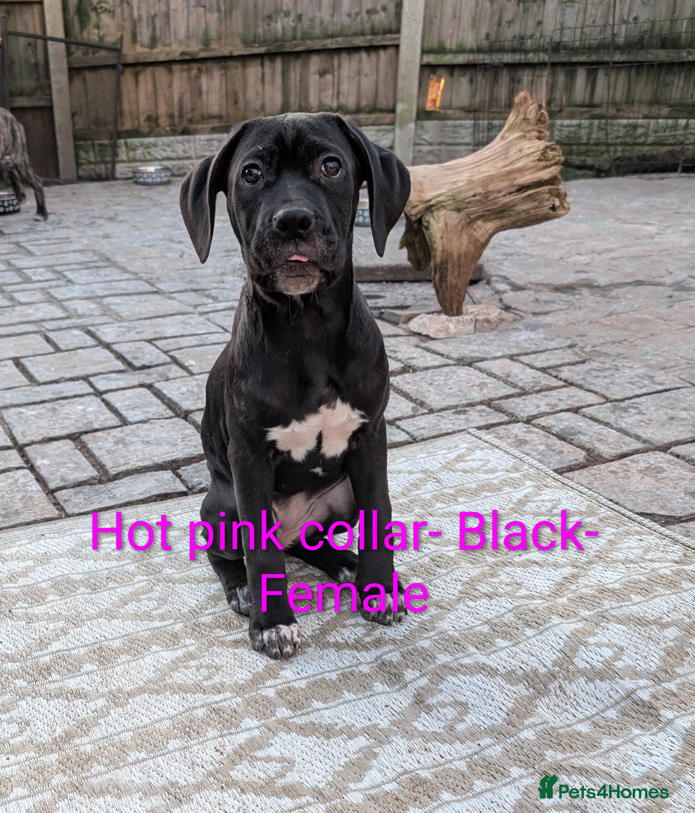 Cane Corso dogs Female cane corso puppies Ready to leave now - Advert 2