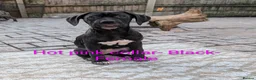 Cane Corso dogs for sale: Female cane corso puppies  - Advert 4