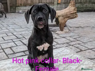 Cane Corso dogs Female cane corso puppies Ready to leave now - Advert 2