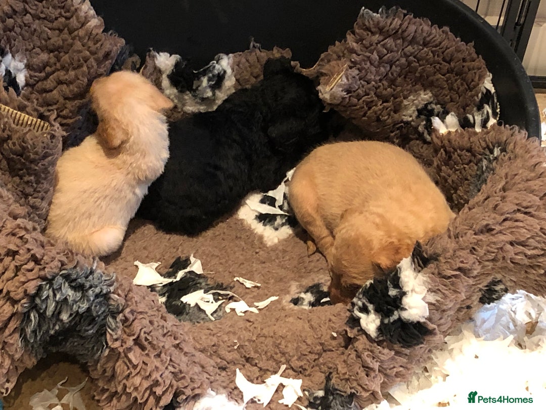 Labradoodle dogs for sale: READY NOW TOP QUALITY Standard F1 Labradoodles - Advert 9