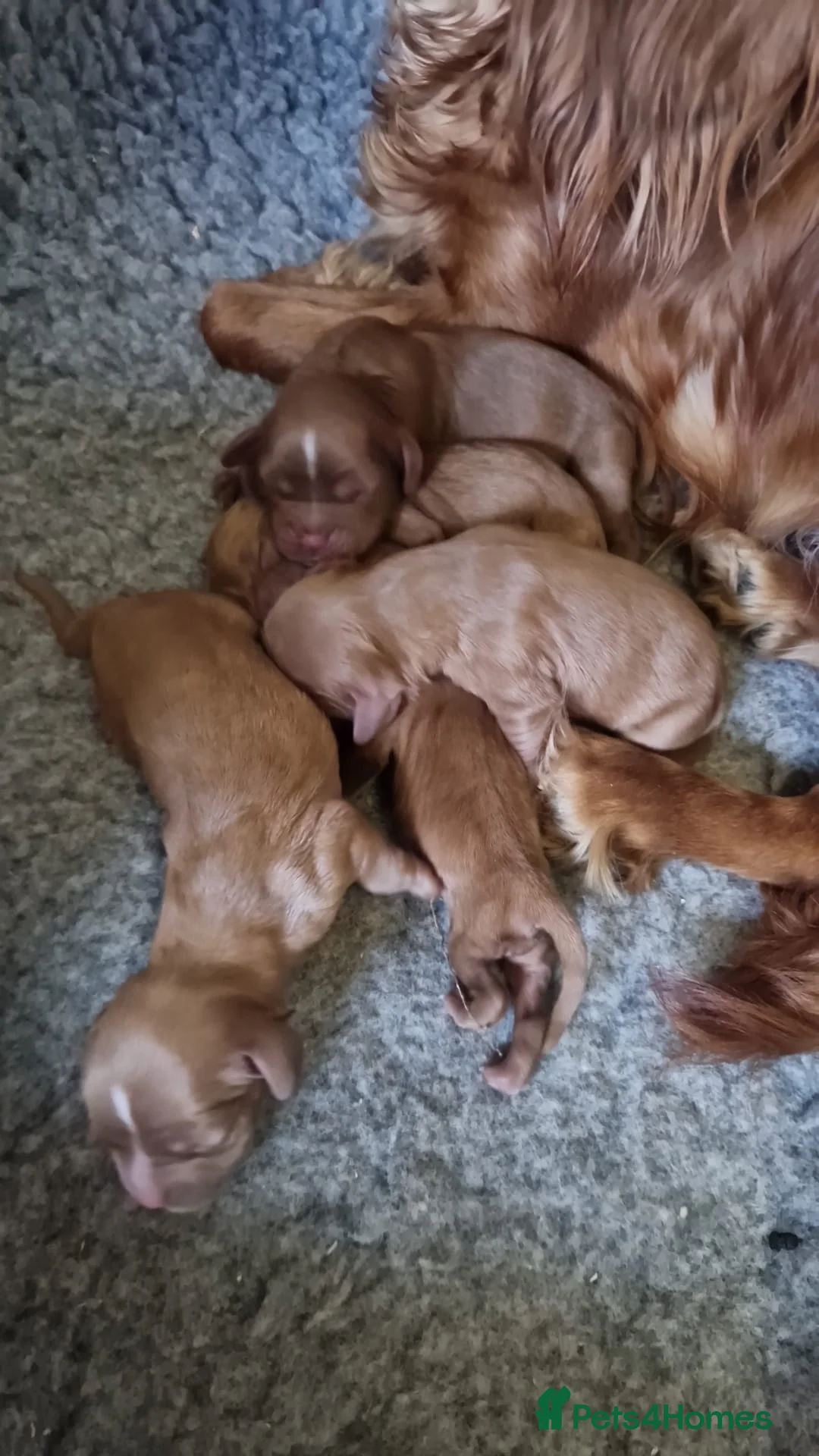 Cavalier King Charles Spaniel dogs for sale: Ready to Leave DNA Clear Cavaliers - Advert 9