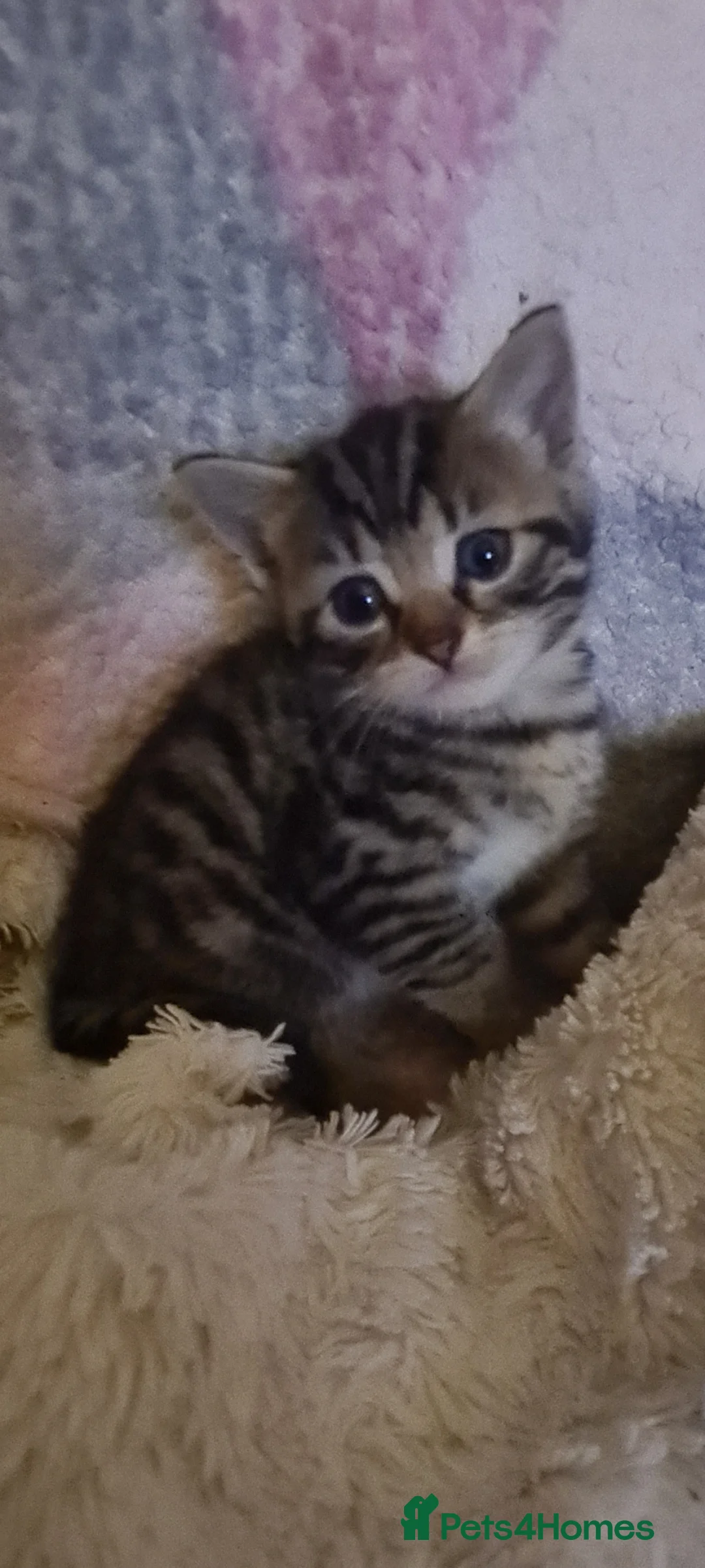 Mixed Breed cats for sale: Adorable Bengal cross kittens - Advert 2