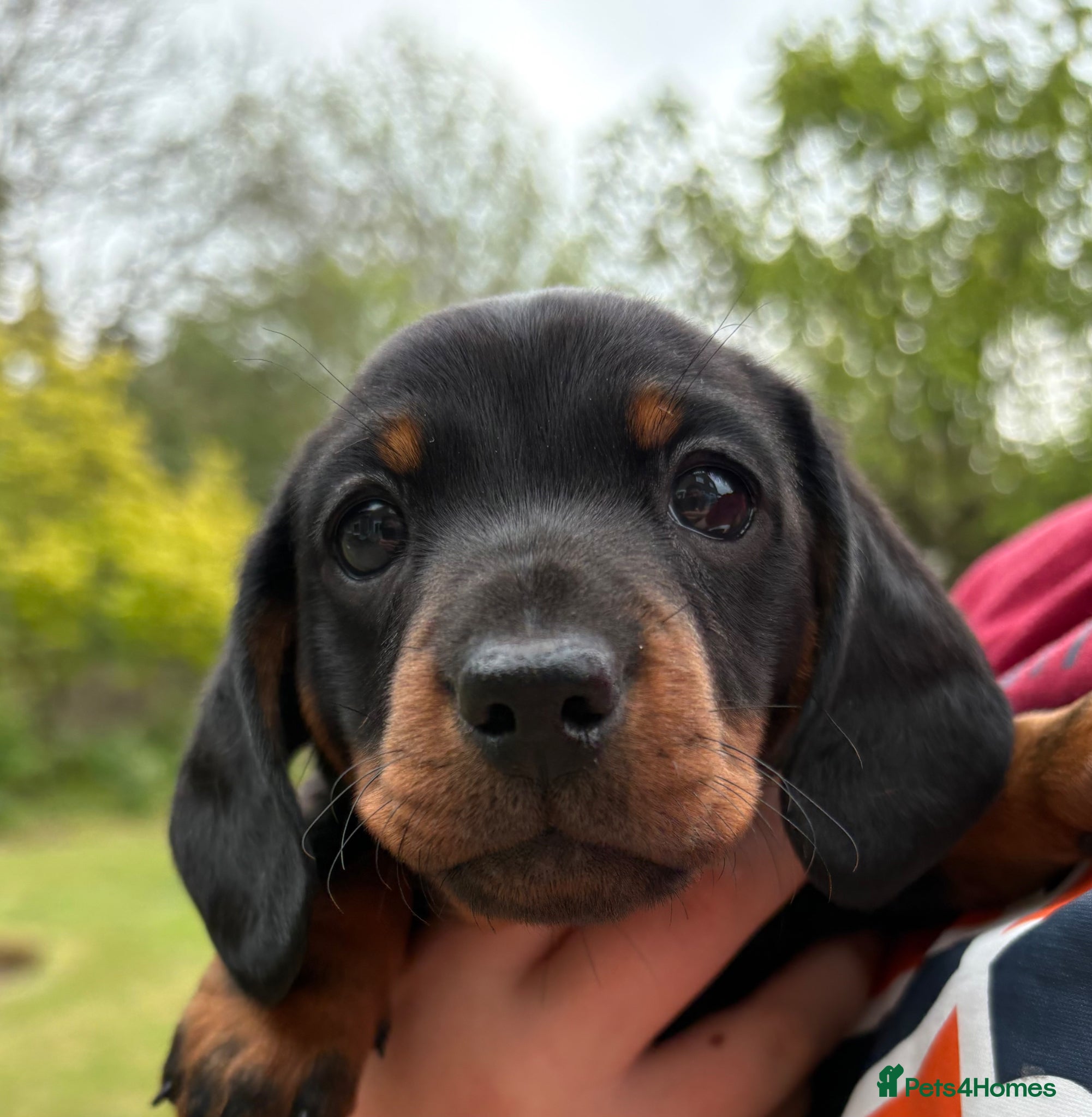 Miniature Dachshund dogs KC Registered Miniature Dachshund puppies - Advert 1