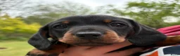 Miniature Dachshund dogs for sale: KC Registered Miniature Dachshund puppies - Advert 1