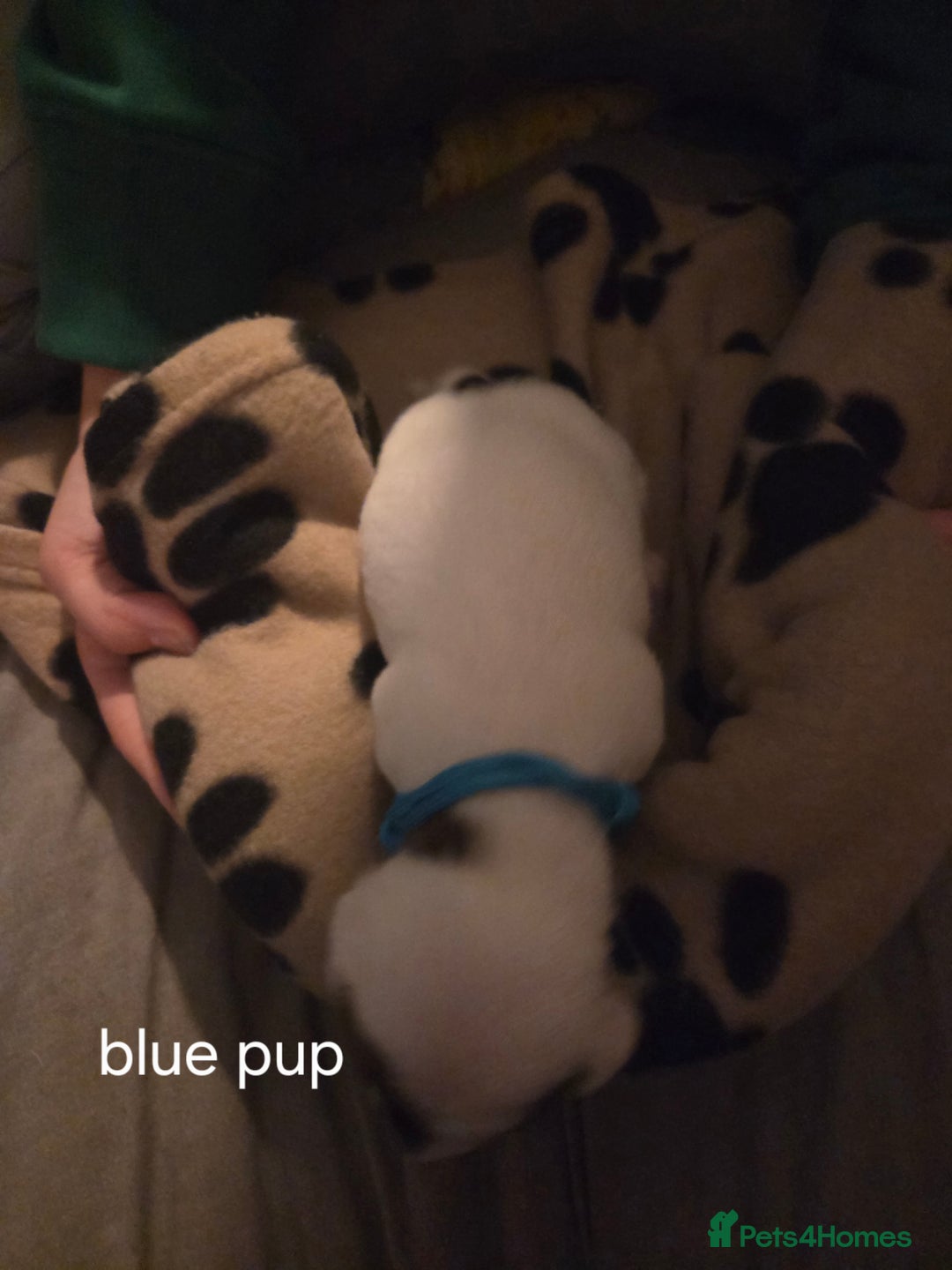 Jack Russell dogs for sale: Jack russell puppies - Advert 15