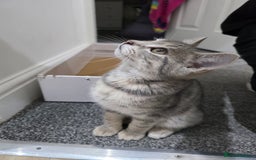 Domestic Shorthair cats for sale: Male Kitten looking for a new home - Image 4