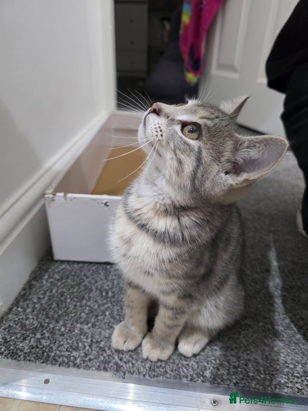 Domestic Shorthair cats for sale: Male Kitten looking for a new home - Image 4