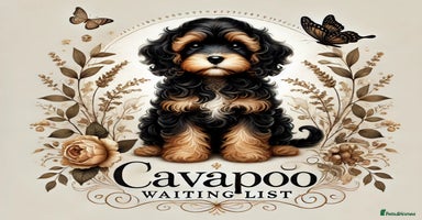 Cavapoo dogs in Blackpool - Advert 5