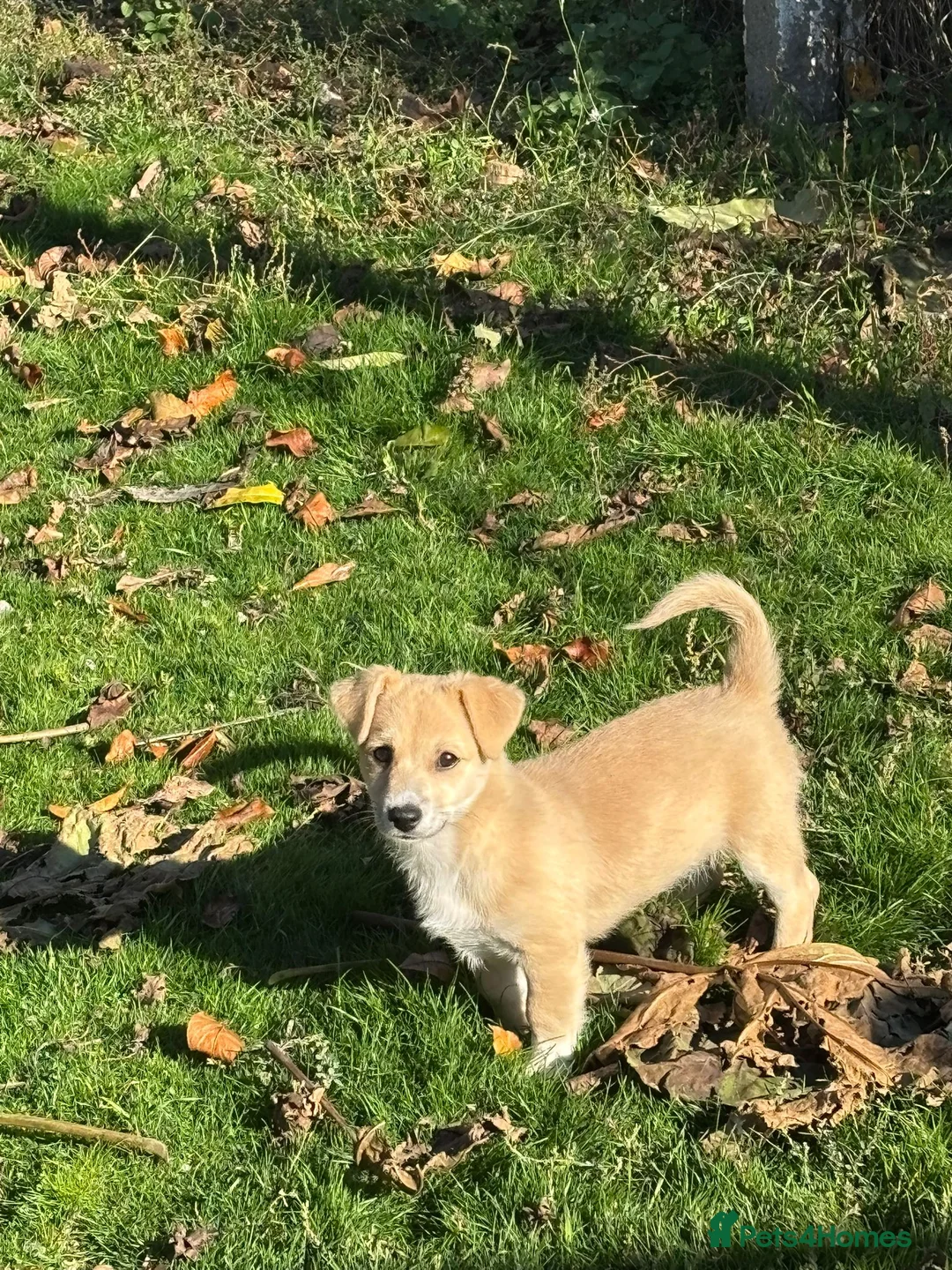 Mixed Breed dogs for adoption: 🌸Little HARA🌸- gentle, grateful and full of love - Advert 20