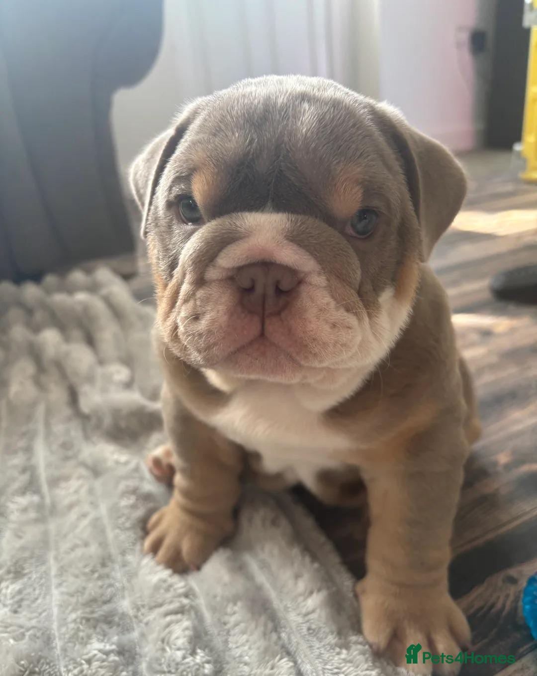 English Bulldog dogs A litter of Adorable Pups ready to be reserved - Advert 2