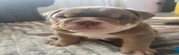 English Bulldog dogs for sale: A litter of Adorable Pups ready to be reserved - Advert 1